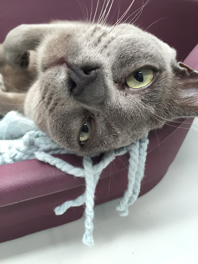 Cat Camp Cattery