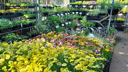 Better Herbs and Natives
