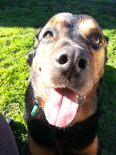 Melbourne Veterinary Specialists Centre Glen Waverley