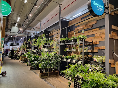 Greener Corner - Indoor Plants Nursery