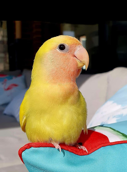 Melbourne Bird Veterinary Clinic