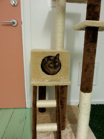 Little Meow Cattery