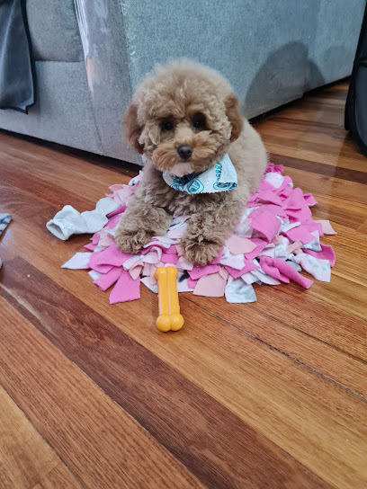 Poochi Grooming