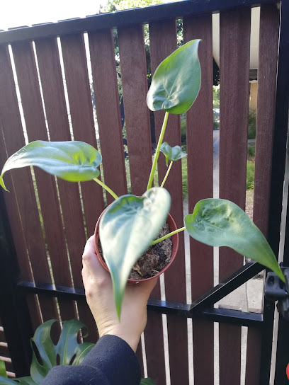 Glittahs' Plant Emporium