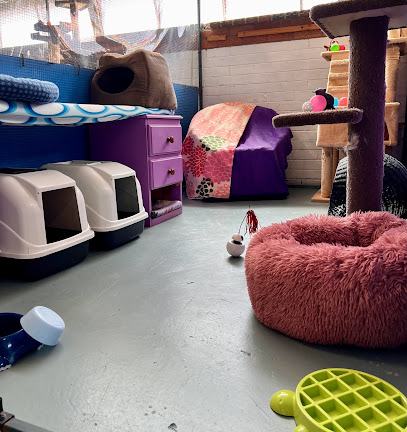 Corporate Cats Cattery