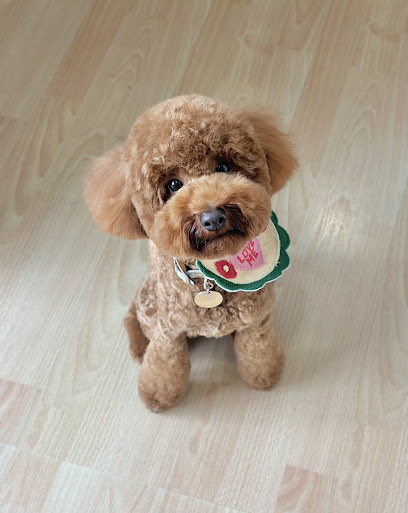 My Favourite Dog Grooming salon