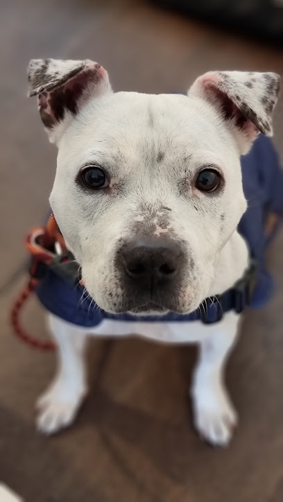 Frank Samways Veterinary Clinic, Melbourne