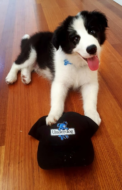 Underdog Training and Behaviour Consulting