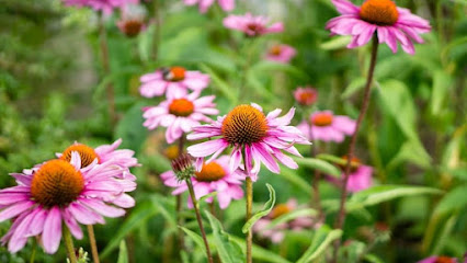 Anne Sash Homeopath