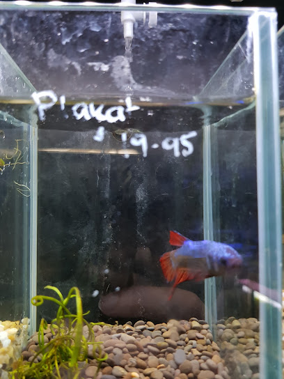 Hi fin Aquariums