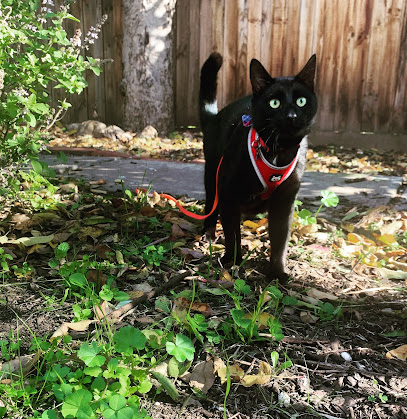 Kensington Veterinary Clinic