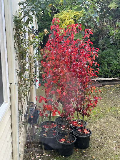 Affordable Plants