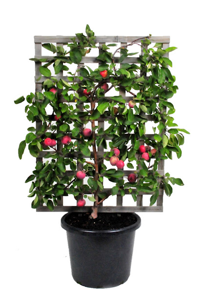 Merrywood Plants (Trade only Nursery)