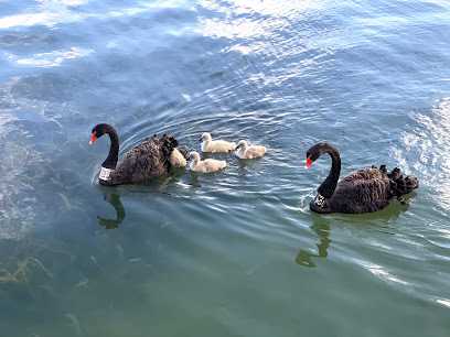 Albert Park Walking Track