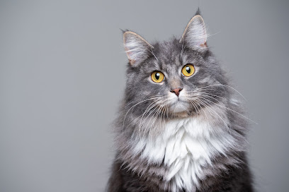 Melbourne Cat Vets