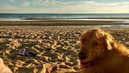 Dog Friendly Beach