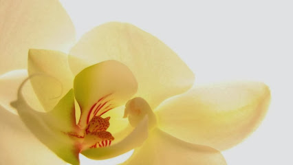 Orchid Day Spa